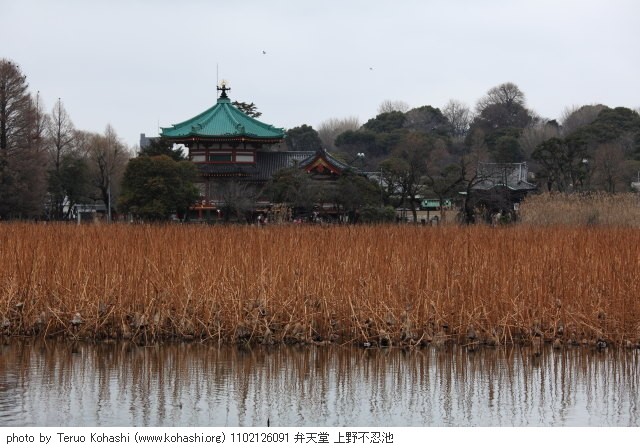 2月の上野公園+東京国立博物館+上野動物園 1102126091 弁天堂 上野不忍池 thumbnail