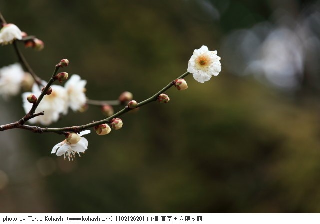 2月の上野公園+東京国立博物館+上野動物園 1102126201 白梅 東京国立博物館 thumbnail