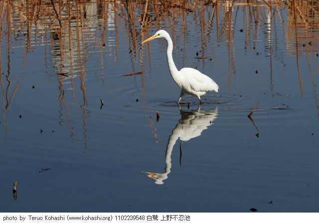 2月の上野公園+東京国立博物館+上野動物園 1102239548 白鷺 上野不忍池 thumbnail