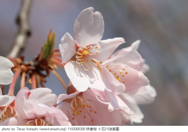 桜・さくら・サクラ 1103300200 枝垂桜 小石川後楽園 thumbnail