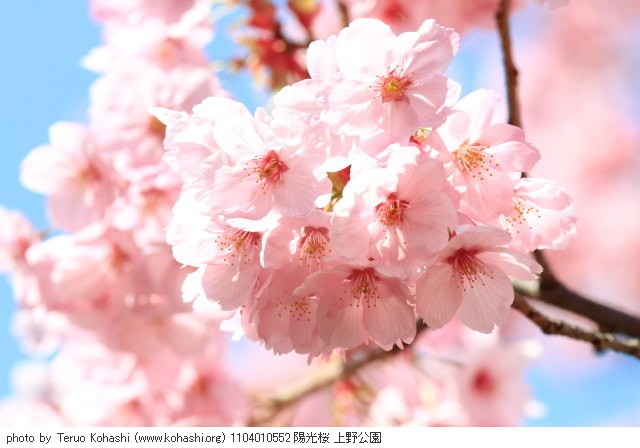 桜 1104010552 陽光桜 上野公園 thumbnail