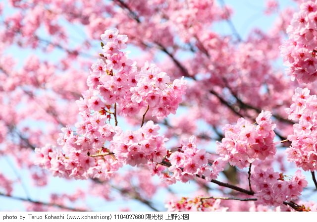 桜 1104027680 陽光桜 上野公園 thumbnail