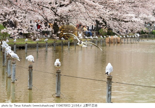 上野公園 2011 1104070922 ユリカモメ 上野不忍池 photo