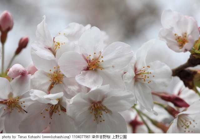 桜 1104077961 染井吉野桜 上野公園 thumbnail