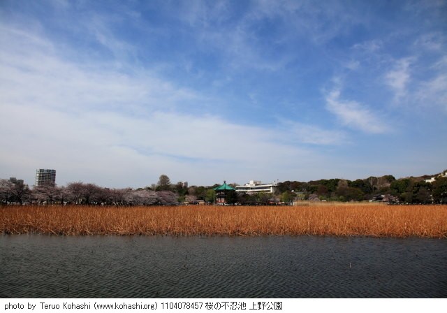上野公園 2011 1104078457 桜の不忍池 上野公園 photo