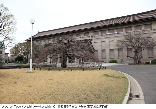 上野公園 2011 1104088547 吉野枝垂桜 東京国立博物館 thumbnail