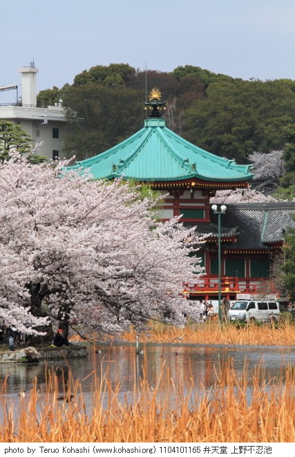 4月の上野公園+東京国立博物館 1104101165 弁天堂 上野不忍池 thumbnail