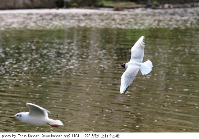 上野公園 2011 1104111228 カモメ 上野不忍池 thumbnail