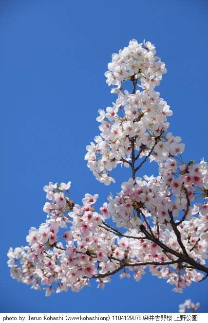 上野公園 2011 1104129078 染井吉野桜 上野公園 photo