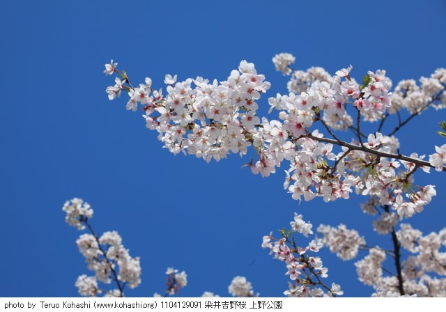 上野公園 2011 1104129091 染井吉野桜 上野公園 thumbnail