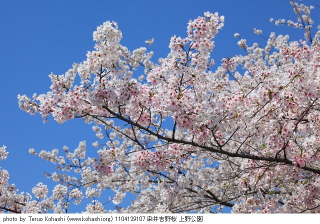 上野公園 2011 1104129107 染井吉野桜 上野公園 thumbnail