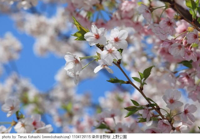 これまでの4月の見頃見所 1104129115 染井吉野桜 上野公園 thumbnail