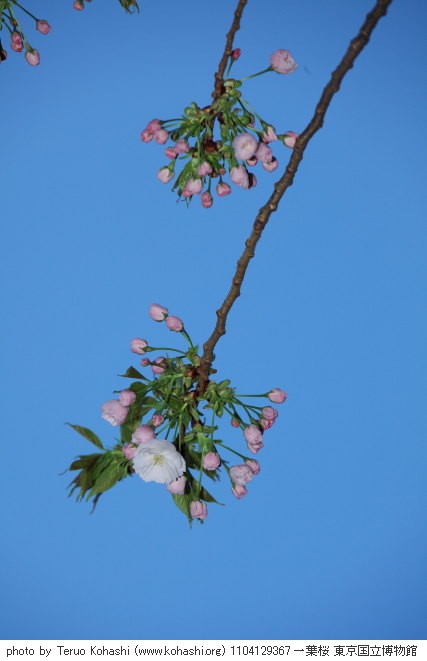 上野公園 2011 1104129367 一葉桜 東京国立博物館 thumbnail