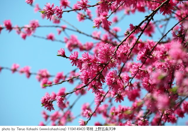 桃・モモ・花桃・菊桃 1104149423 菊桃 上野五条天神 thumbnail