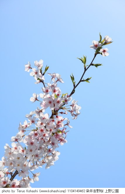 4月の上野公園+東京国立博物館 1104149462 染井吉野桜 上野公園 thumbnail