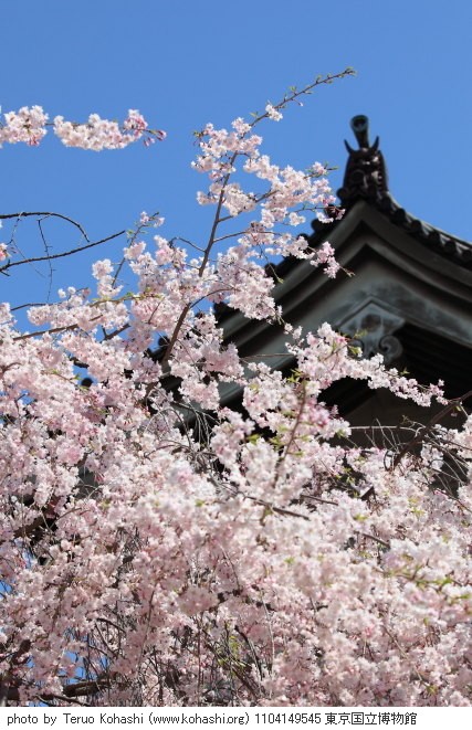 上野公園 2011 1104149545 東京国立博物館 photo