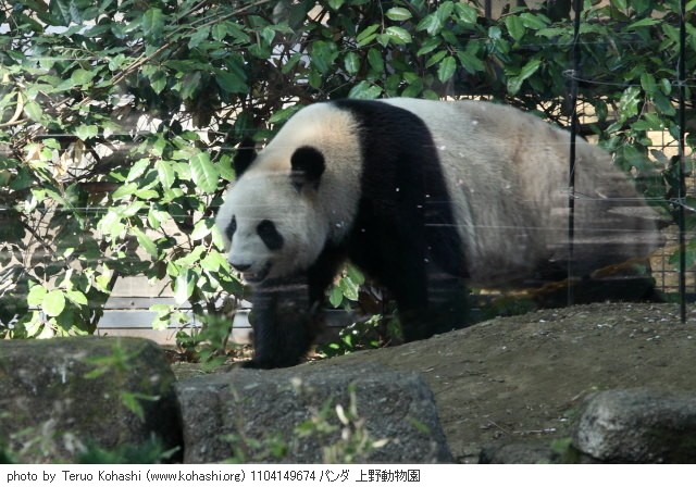 上野公園 2011 1104149674 パンダ 上野動物園 photo