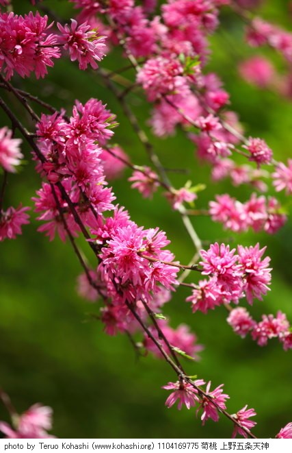 桃・モモ・花桃・菊桃 1104169775 菊桃 上野五条天神 thumbnail