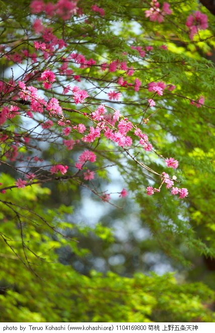 上野公園 2011 1104169800 菊桃 上野五条天神 photo