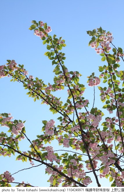 4月の上野公園+東京国立博物館 1104249971 梅護寺数珠掛桜 上野公園 thumbnail