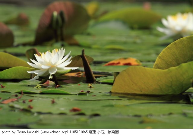 睡蓮 1105131865 睡蓮 小石川後楽園 thumbnail