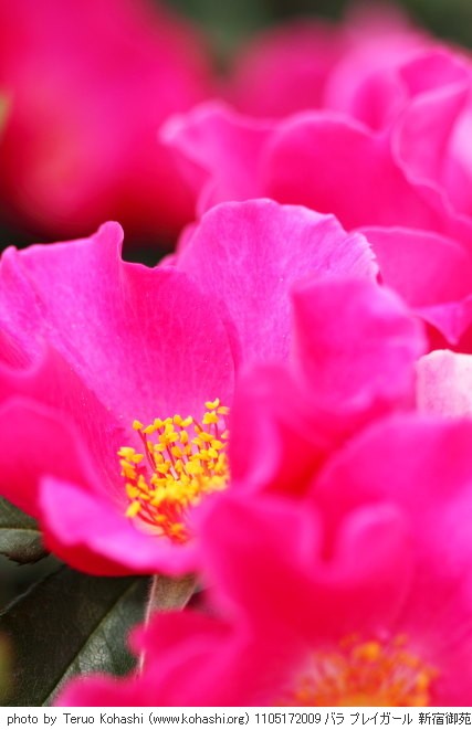 薔薇・バラ 1105172009 バラ プレイガール 新宿御苑 thumbnail