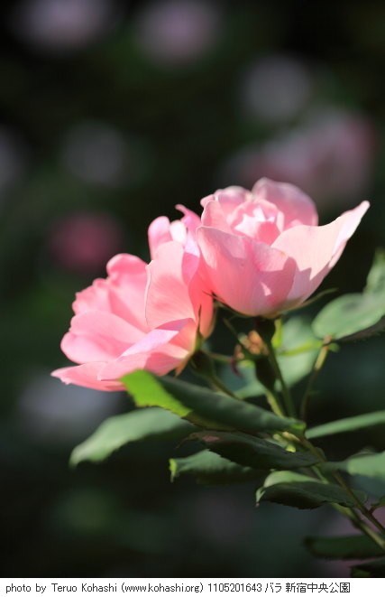 薔薇 1105201643 バラ 新宿中央公園 thumbnail