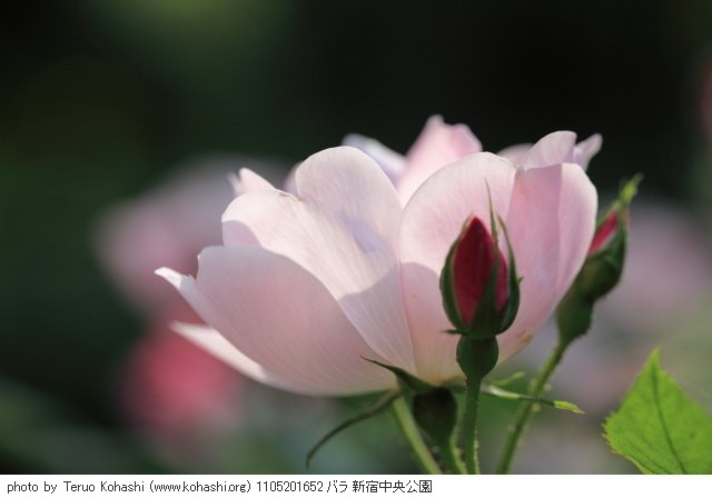 薔薇・バラ 1105201652 バラ 新宿中央公園 thumbnail