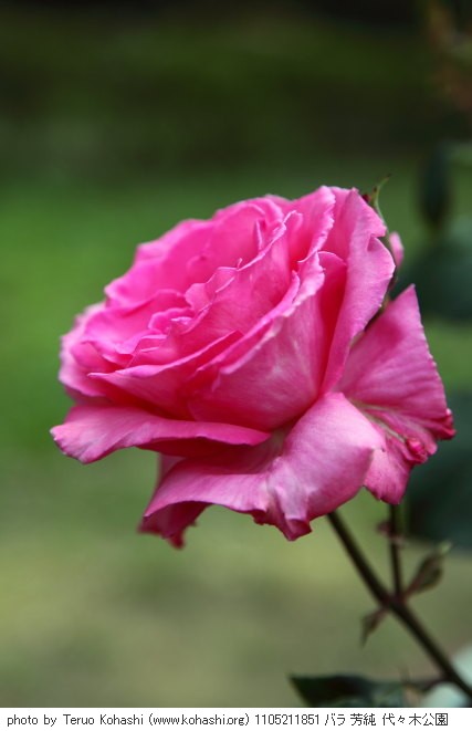 薔薇(バラ) 1105211851 バラ 芳純 代々木公園 thumbnail