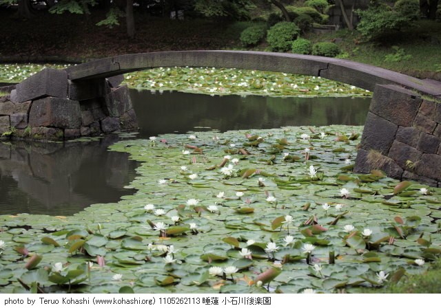 睡蓮 1105262113 睡蓮 小石川後楽園 thumbnail