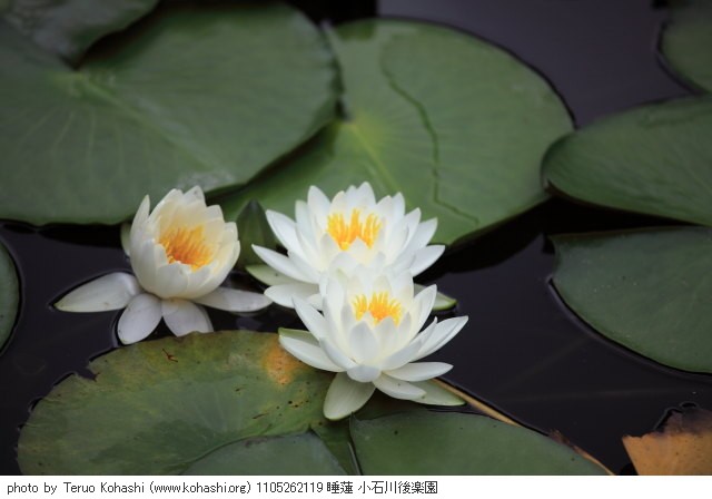 睡蓮 1105262119 睡蓮 小石川後楽園 thumbnail
