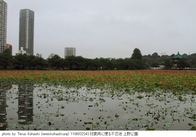 上野公園 2011 1106022242 初夏雨に煙る不忍池 上野公園 thumbnail
