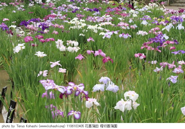 花菖蒲・ハナショウブ 1106102405 花菖蒲田 堀切菖蒲園 thumbnail