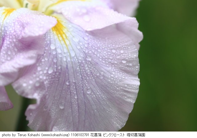 花菖蒲・ハナショウブ 1106102791 花菖蒲 ピンクフロースト 堀切菖蒲園 thumbnail