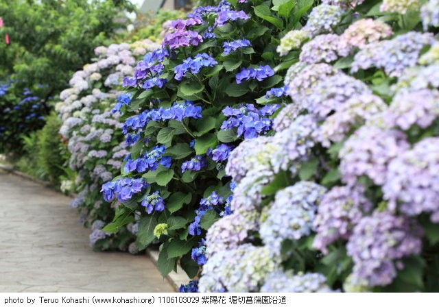 紫陽花・アジサイ 1106103029 紫陽花 堀切菖蒲園沿道 thumbnail