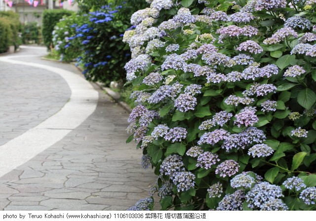 紫陽花・アジサイ 1106103036 紫陽花 堀切菖蒲園沿道 thumbnail