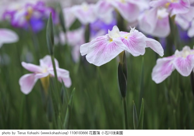 6月の小石川後楽園 1106183666 花菖蒲 小石川後楽園 thumbnail