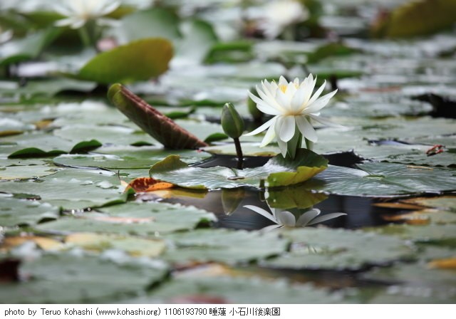 睡蓮・スイレン 1106193790 睡蓮 小石川後楽園 thumbnail