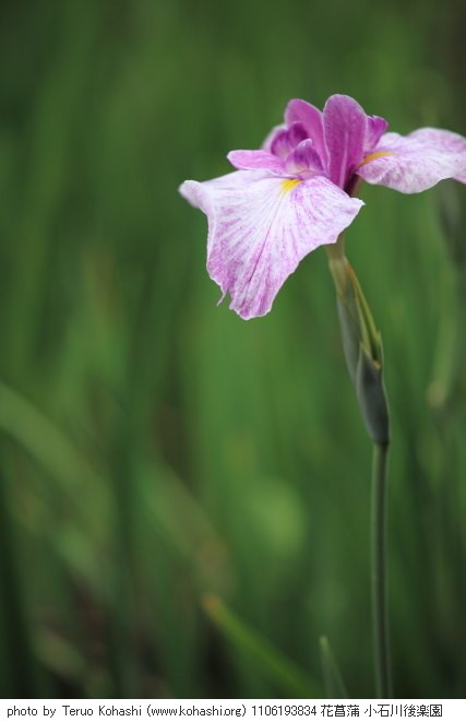 6月の小石川後楽園 1106193834 花菖蒲 小石川後楽園 thumbnail