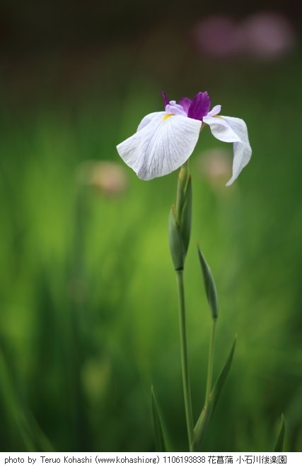花菖蒲・ハナショウブ 1106193838 花菖蒲 小石川後楽園 thumbnail