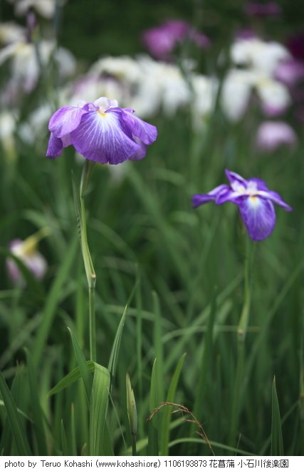 6月の小石川後楽園 1106193873 花菖蒲 小石川後楽園 thumbnail