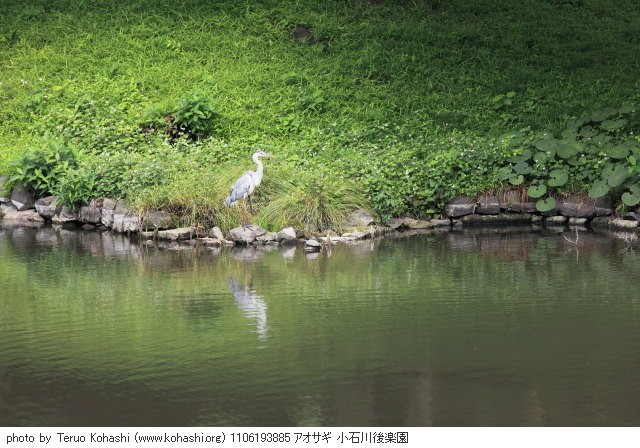 6月の小石川後楽園 1106193885 アオサギ 小石川後楽園 thumbnail