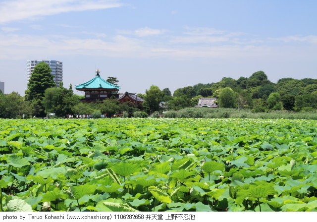 上野公園 2011 1106282658 弁天堂 上野不忍池 photo