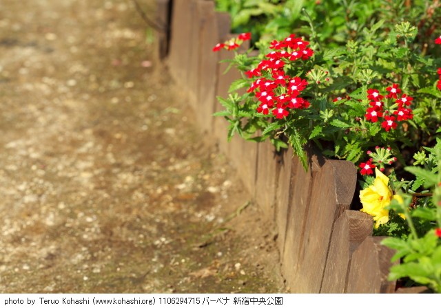新宿中央公園、新宿御苑、その界隈 2011 1106294715 バーベナ 新宿中央公園 thumbnail