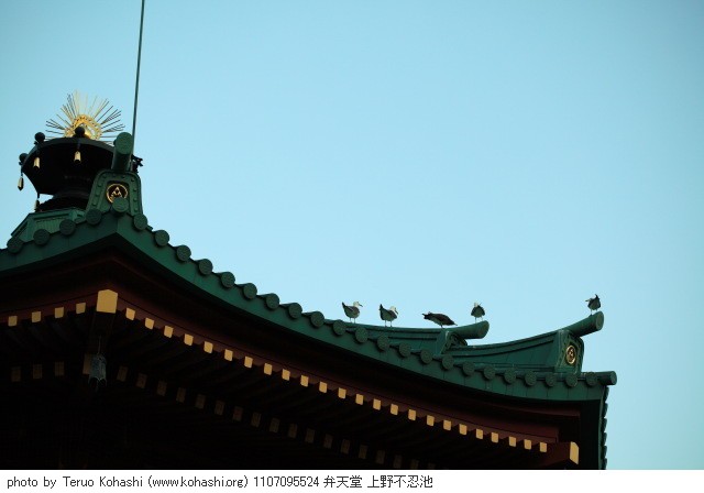 上野公園 2011 1107095524 弁天堂 上野不忍池 thumbnail