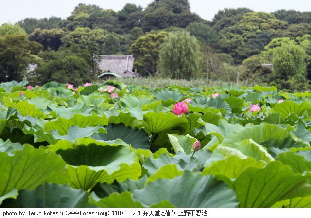 これまでの7月の見頃見所 1107303281 弁天堂と蓮華 上野不忍池 thumbnail