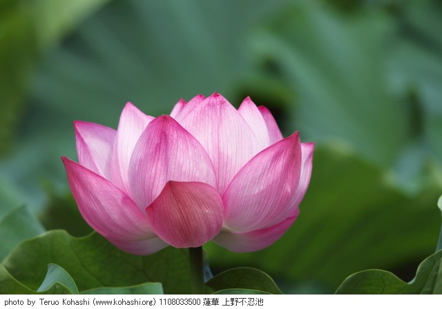 上野公園 2011 1108033500 蓮華 上野不忍池 photo