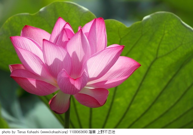 上野公園 2011 1108063690 蓮華 上野不忍池 thumbnail