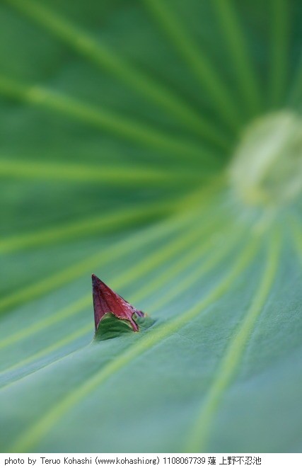 上野公園 2011 1108067739 蓮 上野不忍池 photo