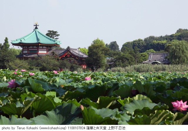 上野公園 2011 1108107824 蓮華と弁天堂 上野不忍池 thumbnail